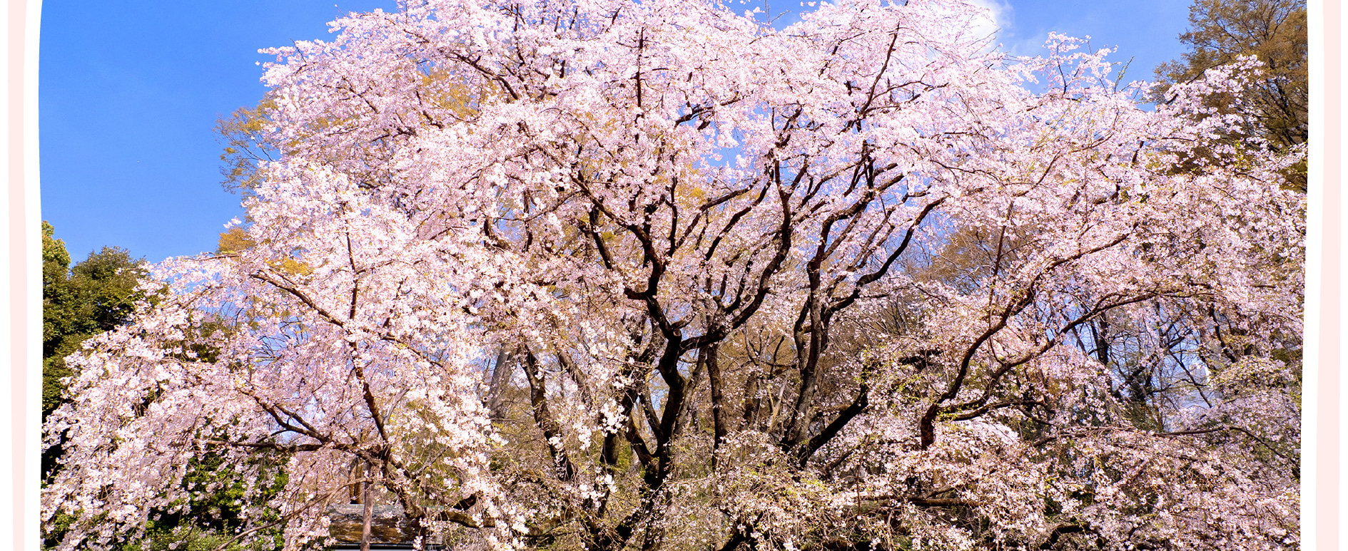 東京櫻花特輯：昭和紀念公園/六義園/飛鳥山