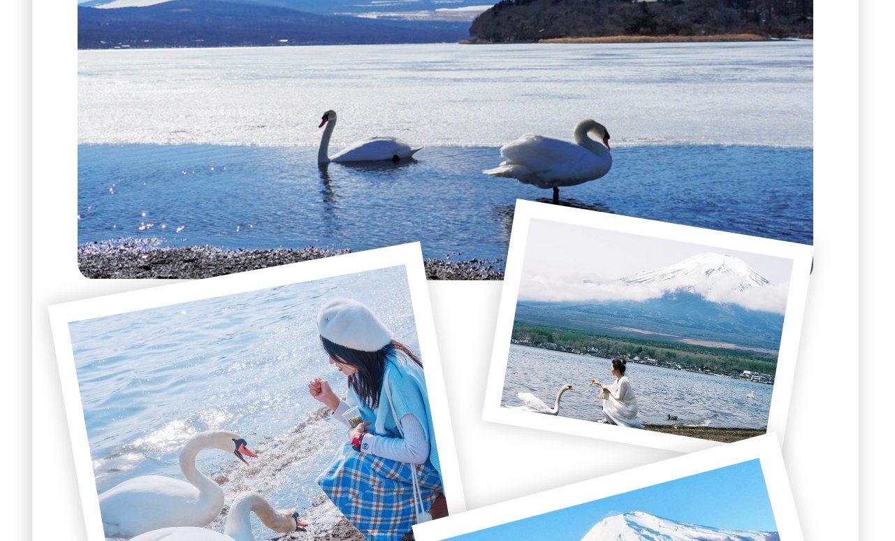山中湖白鳥濱是位於日本富士山附近的一個著名旅遊景點，以其優美的自然風光和富士山的美景而聞名。可以在山中湖白鳥濱餵食野生白天鵝，或者在湖畔的棧橋上散步，遠眺富士山。而且是拍攝富士山的好地點，尤其是日出和日落時分，景色尤為壯觀。