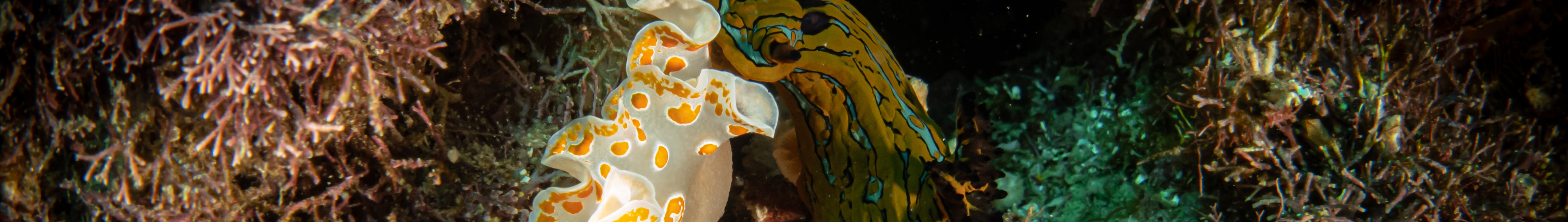 Macro Lover Dive Package
