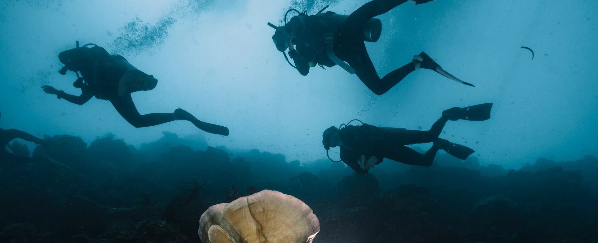 墨寶 PADI 五星潛水中心高氧空氣潛水員線上課程