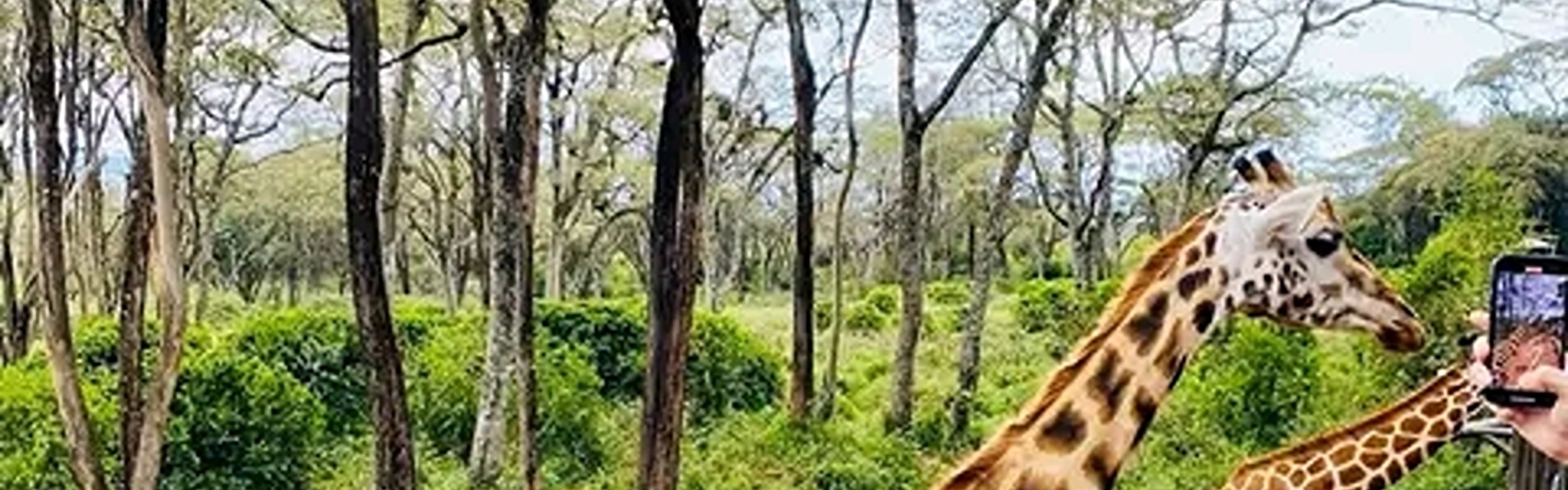 Mombasa: Giraffes Feeding Experience At Haller Park. 
