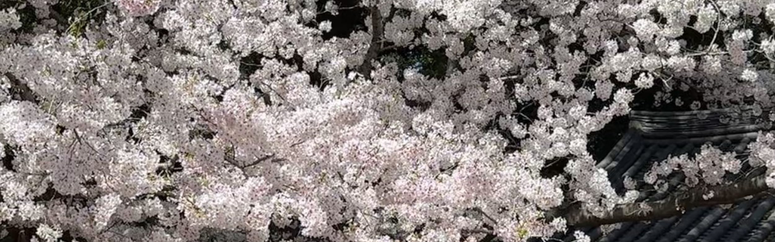 濟州賞櫻及草莓採摘小團一日遊