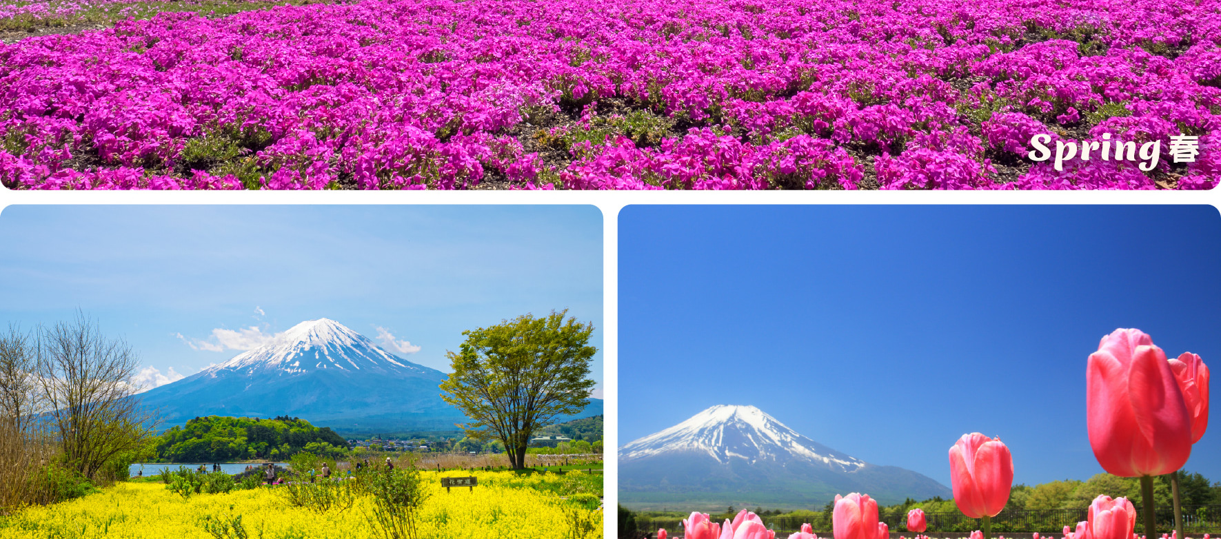 在山中湖花之都公園體驗四季鮮花之美，飽覽富士山的壯麗景色。
