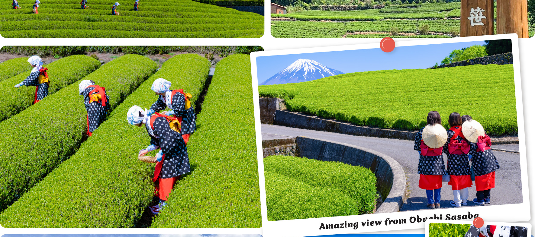 在風景如畫的大淵笹場茶園,品味寧靜,遠眺富士山! 在風景如畫的大淵笹場茶園,品味寧靜,遠眺富士山!