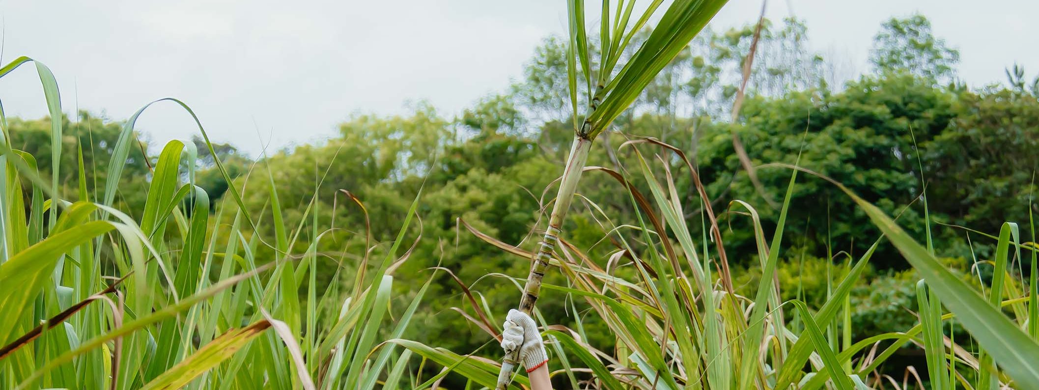 甘蔗農事體驗:當農夫採收製糖甘蔗,認識甘蔗的生長與知識,體驗如何採收、整理及清洗,最後享受別處喝不到的製糖品種甘蔗汁喔~! 甘蔗農事體驗:當農夫採收製糖甘蔗,認識甘蔗的生長與知識,體驗如何採收、整理及清洗,最後享受別處喝不到的製糖品種甘蔗汁喔~!