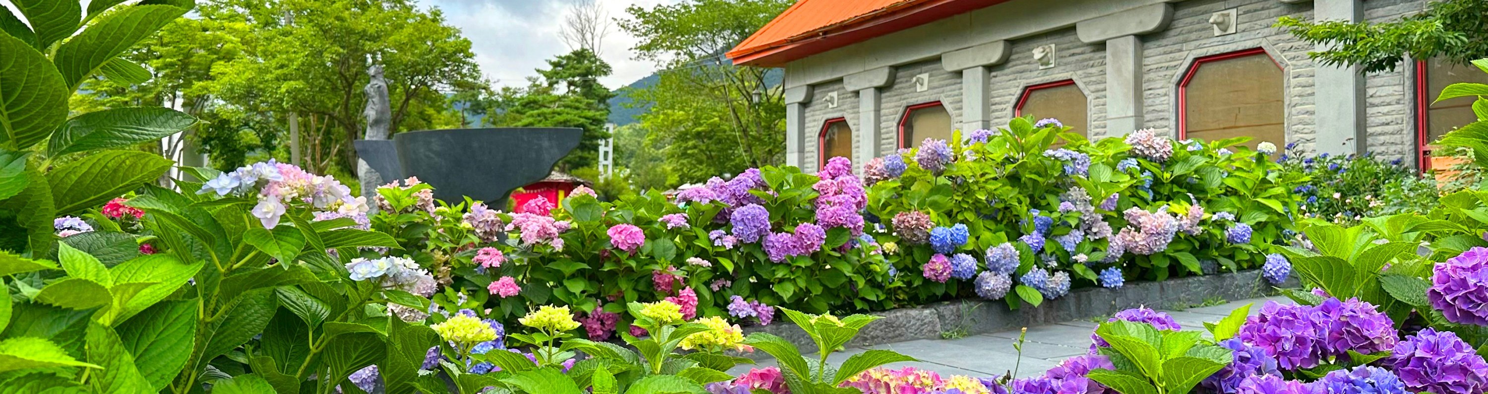 Seoul - Boryeong Mud Train Special Tour