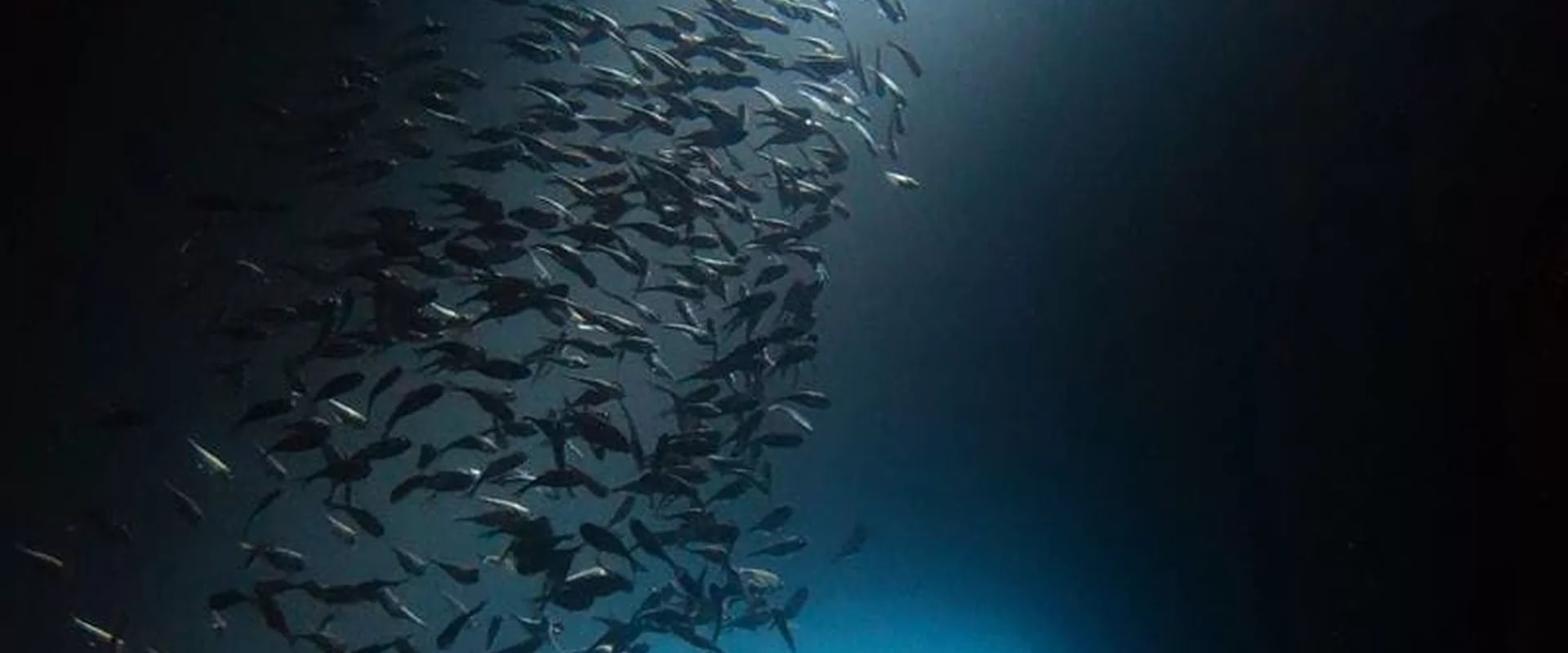 愛妮島 PADI 潛水中心進階潛水課程