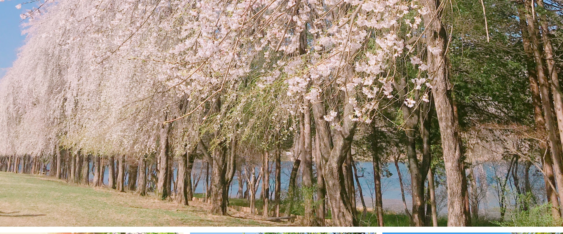 📸春賞櫻花，夏觀綠意，秋賞金葉，冬賞雪景——南怡島從不讓人失望。