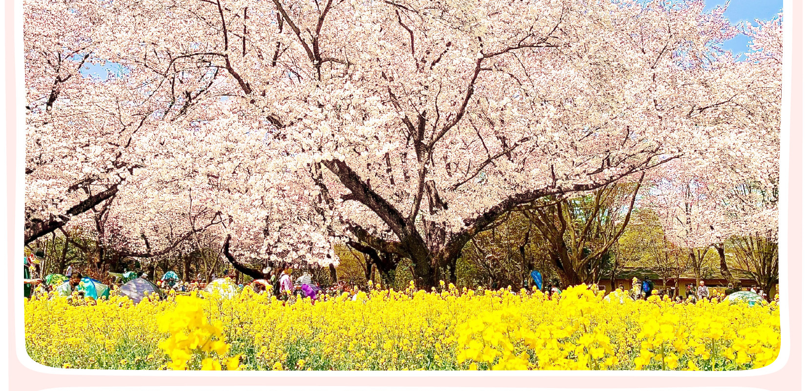 東京櫻花特輯：昭和紀念公園/六義園/飛鳥山