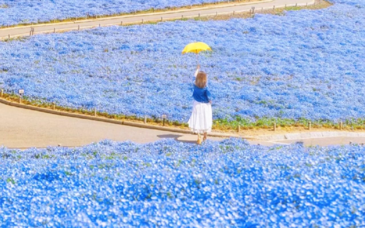國營常陸海濱公園——四季花海交織的夢幻樂園,以粉蝶花與掃帚草聞名,是日本人氣極高的賞花聖地。 國營常陸海濱公園——四季花海交織的夢幻樂園,以粉蝶花與掃帚草聞名,是日本人氣極高的賞花聖地。