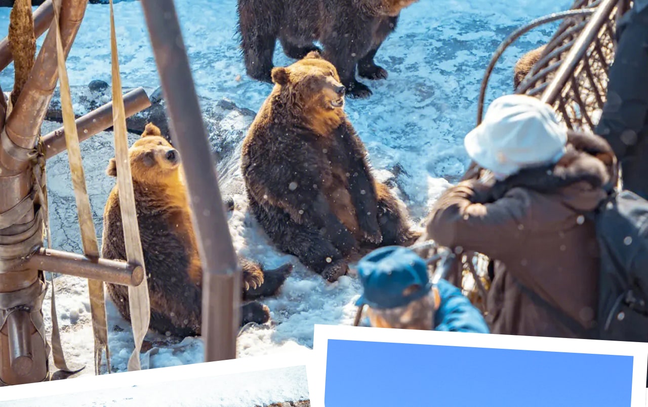昭和新山熊牧場可近距離觀賞北海道棕熊憨態可掬的模樣,並親手投餵互動體驗溫馨樂趣。 昭和新山熊牧場可近距離觀賞北海道棕熊憨態可掬的模樣,並親手投餵互動體驗溫馨樂趣。