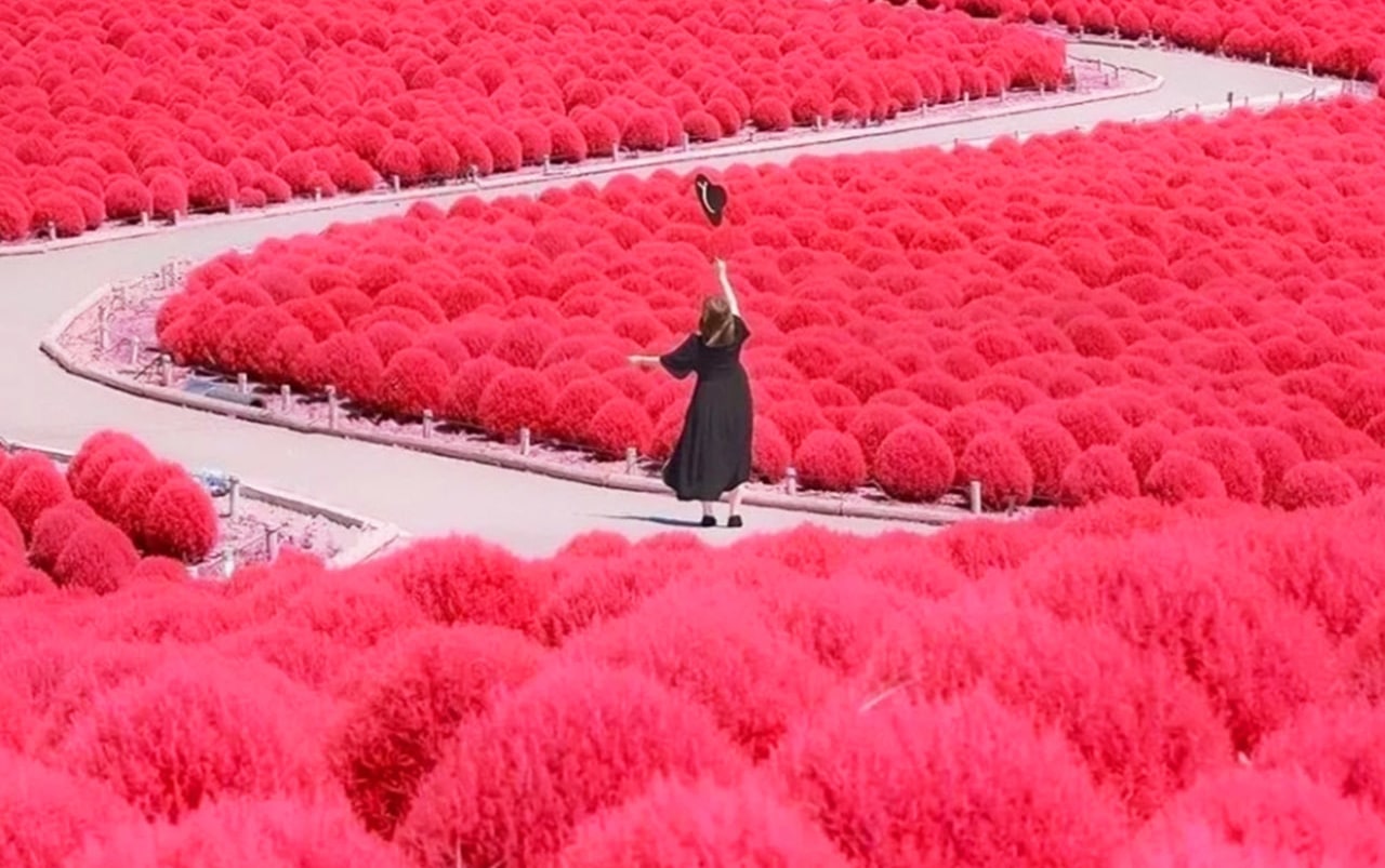 國營常陸海濱公園——四季花海交織的夢幻樂園,以粉蝶花與掃帚草聞名,是日本人氣極高的賞花聖地。 國營常陸海濱公園——四季花海交織的夢幻樂園,以粉蝶花與掃帚草聞名,是日本人氣極高的賞花聖地。