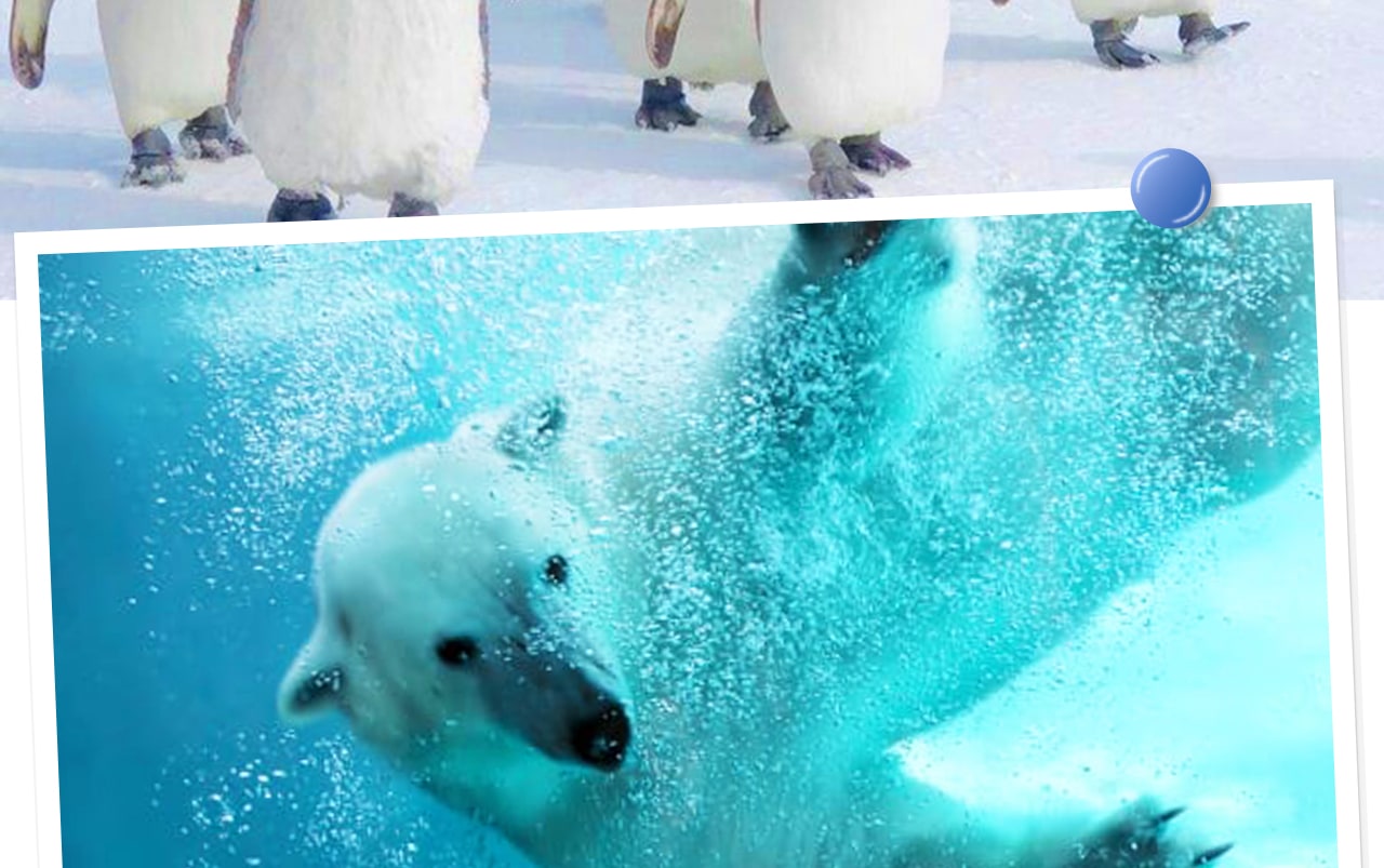 北海道旭山動物園以“讓動物展現自然行為”的沉浸式展示聞名，是日本最具特色的人氣動物園之一。冬季還有企鵝散步等限定表演哦~