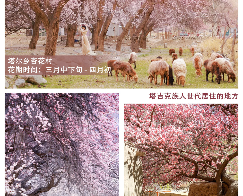 新疆南疆杏花私家7日（不周山野奢營地+日照金山+白沙湖觀景愛帕民宿+塔爾鄉杏花村+木吉冰火幻境+盤龍古道+慕士塔格4號冰川+雪柳樹洞）
