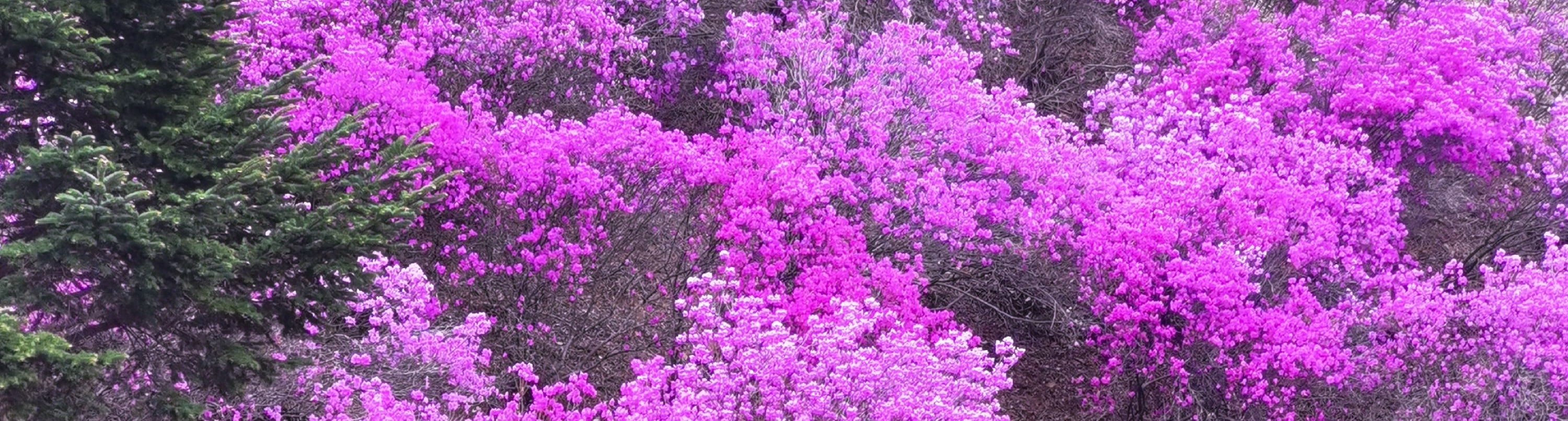 欣賞薰衣草、紫藤、丁香等花田，它們全都呈現出令人驚歎的紫色色調。這景象一定會讓你心花怒放！🌷