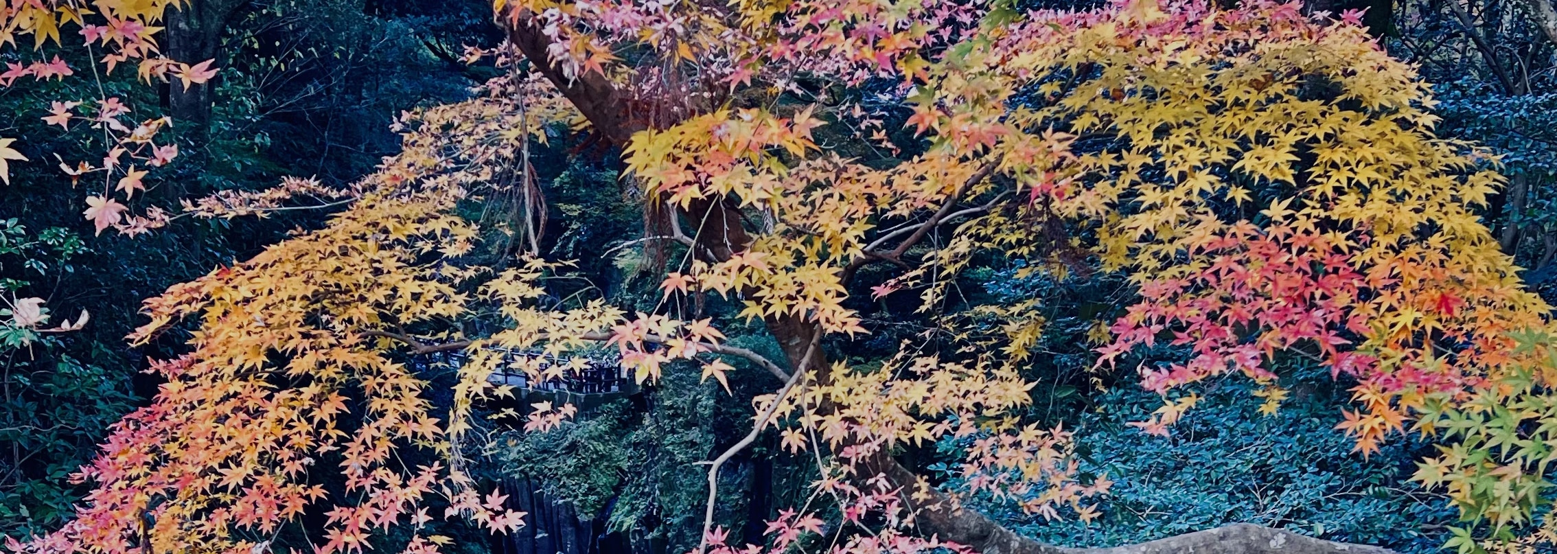 上色見熊野座神社＆高千穗峽＆天巖戸神社一日遊（福岡出發）