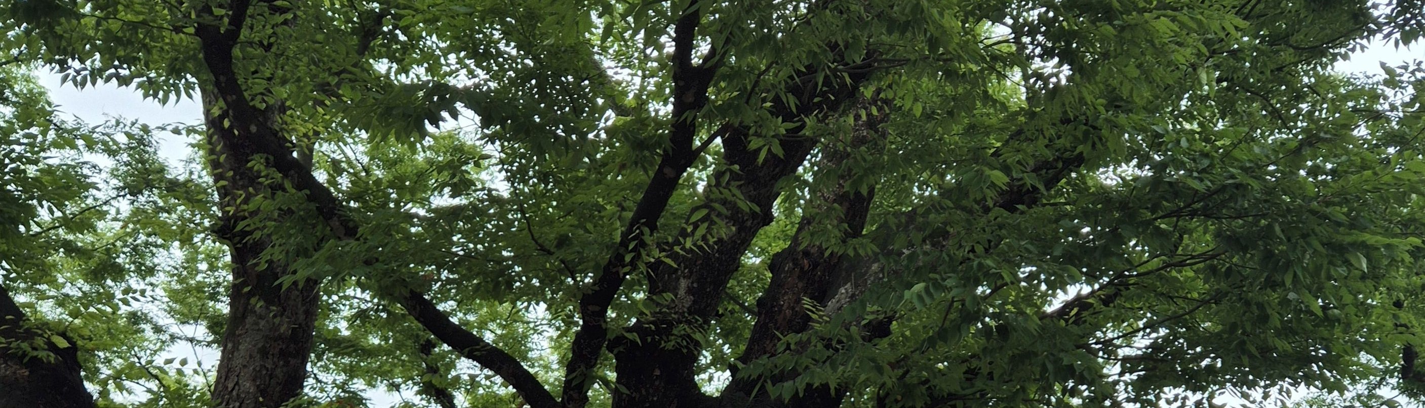 讓我們在神聖的樹下許願吧，它是村莊最重要的守護者，600多年來一直保存著村莊的故事，並延續著村莊的傳統。