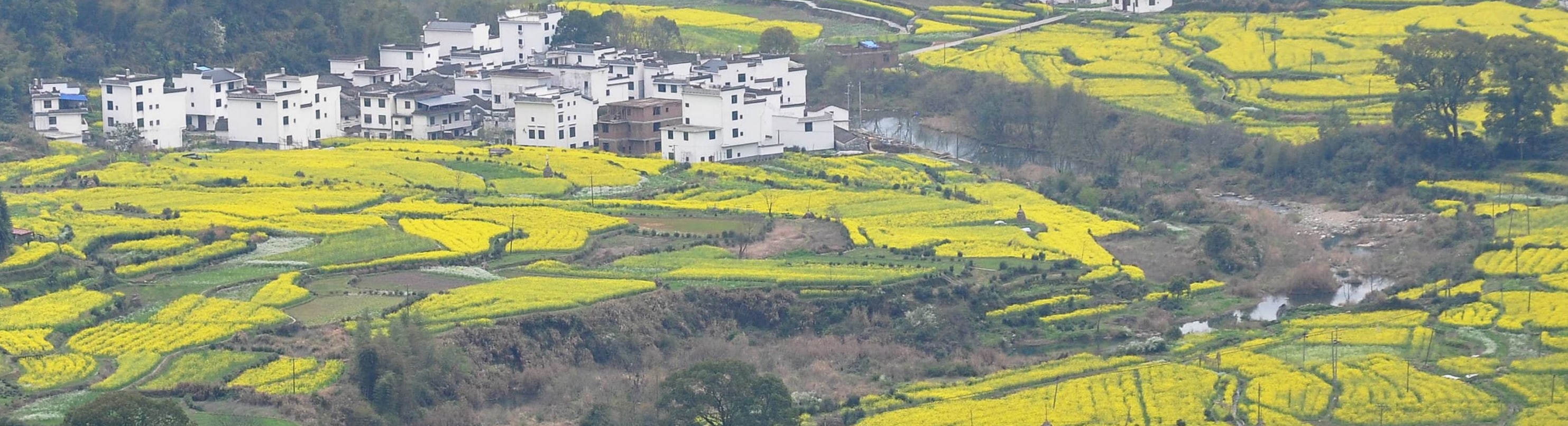 【春季限定油菜花】江西上饒婺源徽派歷史古村落1日遊（漫山遍野的婺源油菜花+眾多的明清古建築+千年古村）