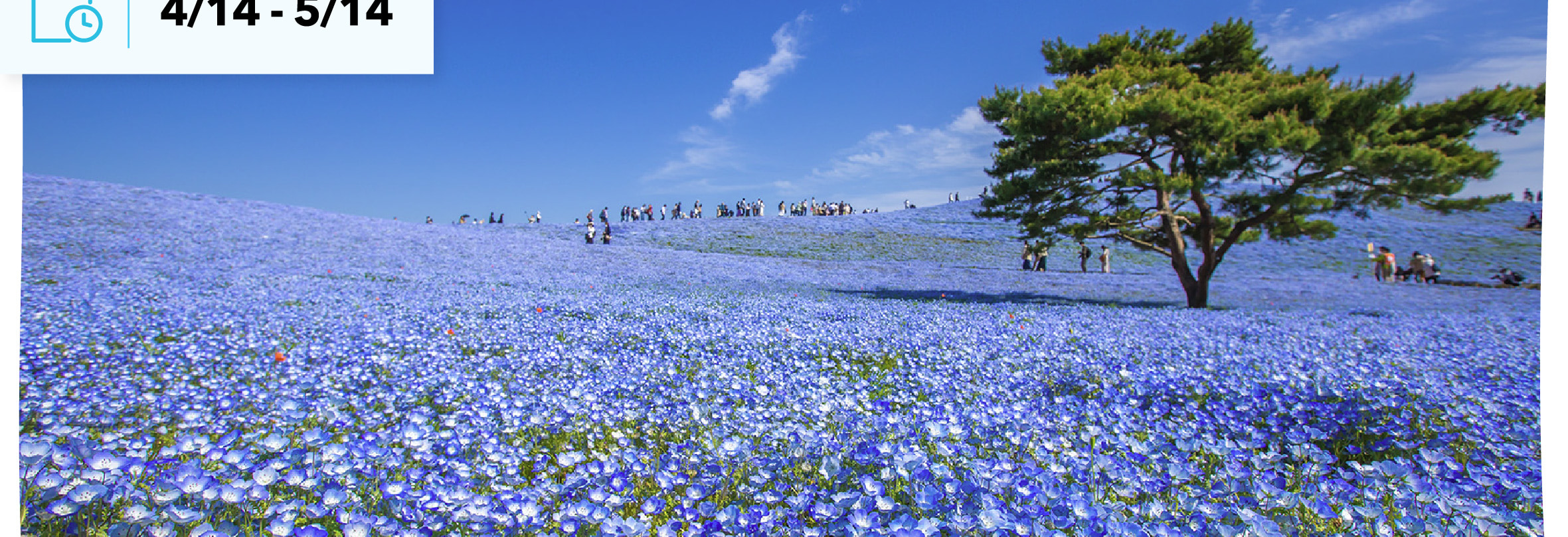 季節限定: 國營常陸海濱公園 & 足利花卉公園一日遊 (東京出發)