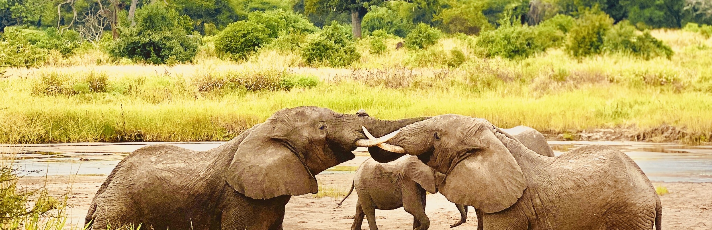 Private Tarangire National Park Day Trip