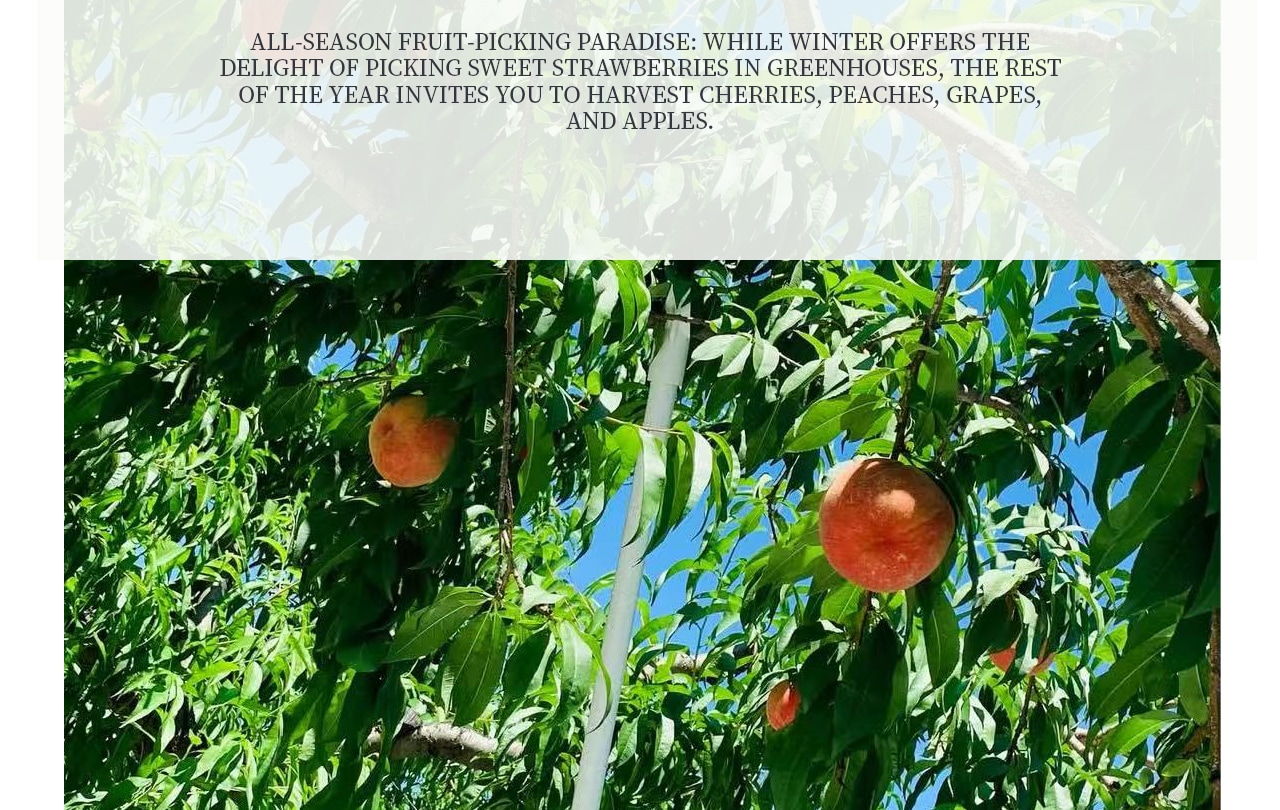 原田農園位於群馬縣,是親子家庭和水果愛好者的熱門打卡地。園區一年四季種植多種水果:春天採草莓,夏天櫻桃,秋天蘋果,冬天草莓依舊可採。遊客可以親手採摘新鮮水果,即摘即吃,甜美多汁,體驗農園樂趣。 原田農園位於群馬縣,是親子家庭和水果愛好者的熱門打卡地。園區一年四季種植多種水果:春天採草莓,夏天櫻桃,秋天蘋果,冬天草莓依舊可採。遊客可以親手採摘新鮮水果,即摘即吃,甜美多汁,體驗農園樂趣。