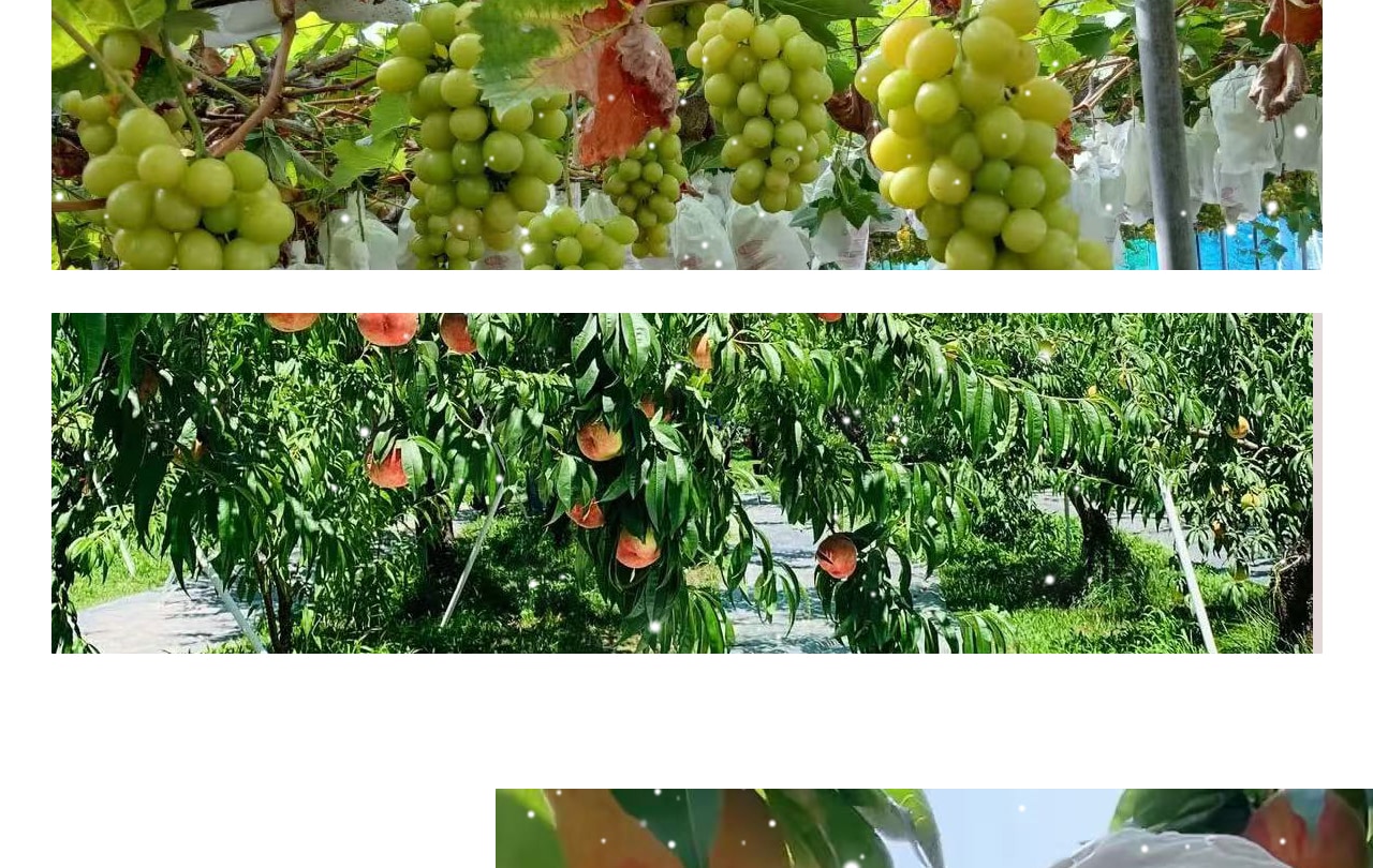 水果採摘季節分佈:12/4~5/31草莓採摘;6/5~7/5 櫻桃採摘;7/6~8/2 藍莓採摘;8/3~9/1 桃子採摘;9/2~10/8 葡萄採摘;10/9~12/7蘋果採摘 水果採摘季節分佈:12/4~5/31草莓採摘;6/5~7/5 櫻桃採摘;7/6~8/2 藍莓採摘;8/3~9/1 桃子採摘;9/2~10/8 葡萄採摘;10/9~12/7蘋果採摘