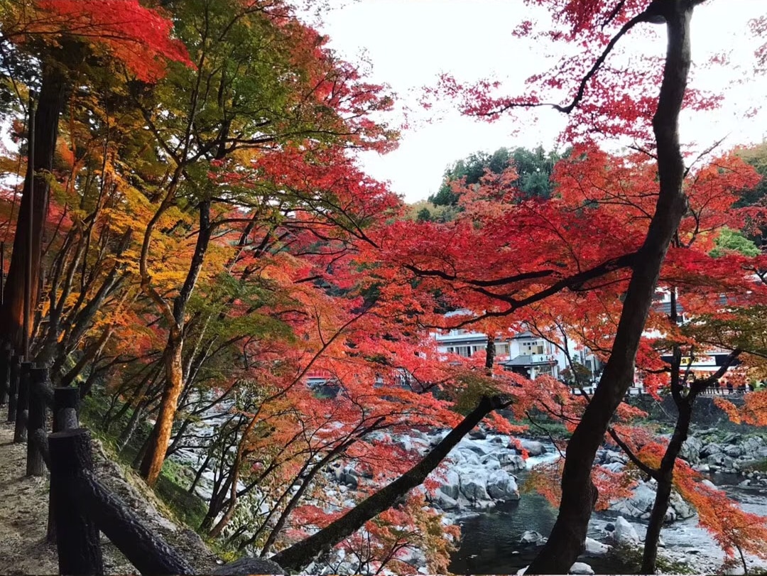 永保寺＆香嵐溪賞楓葉＆四季櫻一日遊（名古屋出發）