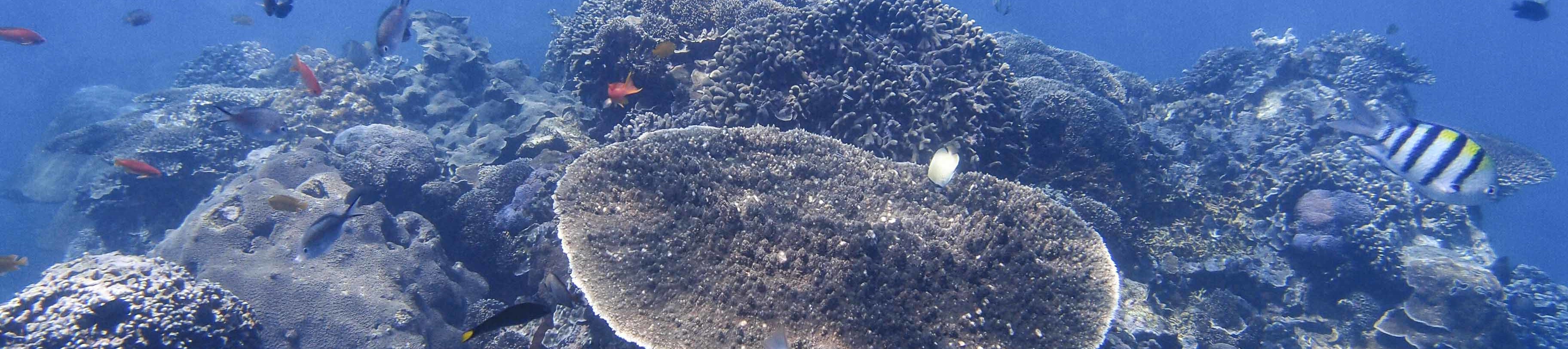 藍夢島水肺潛水體驗（PADI五星級潛水中心）