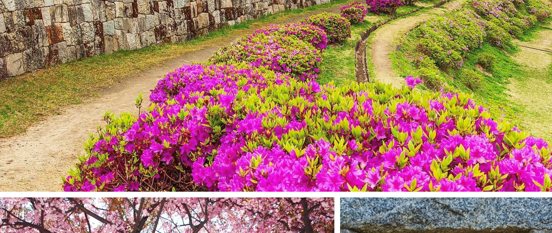 🌸春天來臨，水原華城櫻花盛開，綠意盎然。沿著城牆漫步，感受輕鬆愉悅。