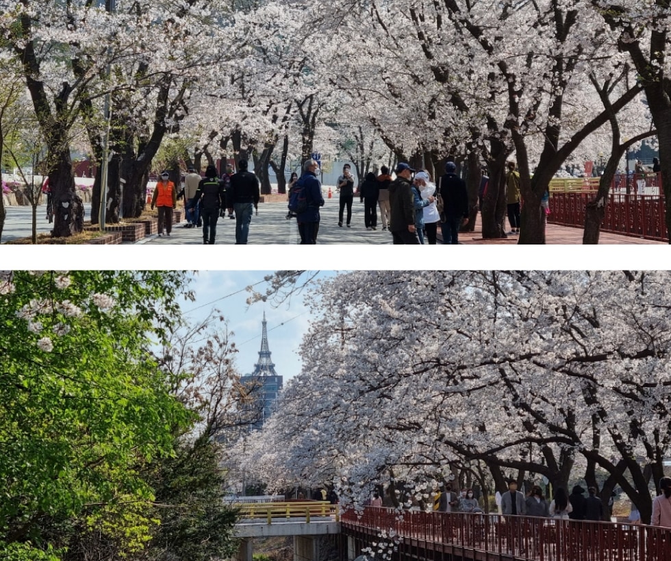 2024年加平伊甸園櫻花路賞櫻之旅