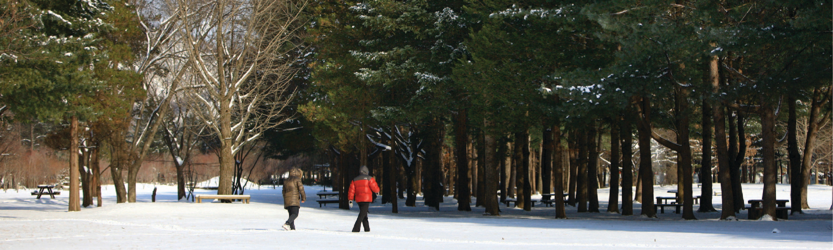 Nami Island & Happy Panorama Field & Morning Calm & Railbike