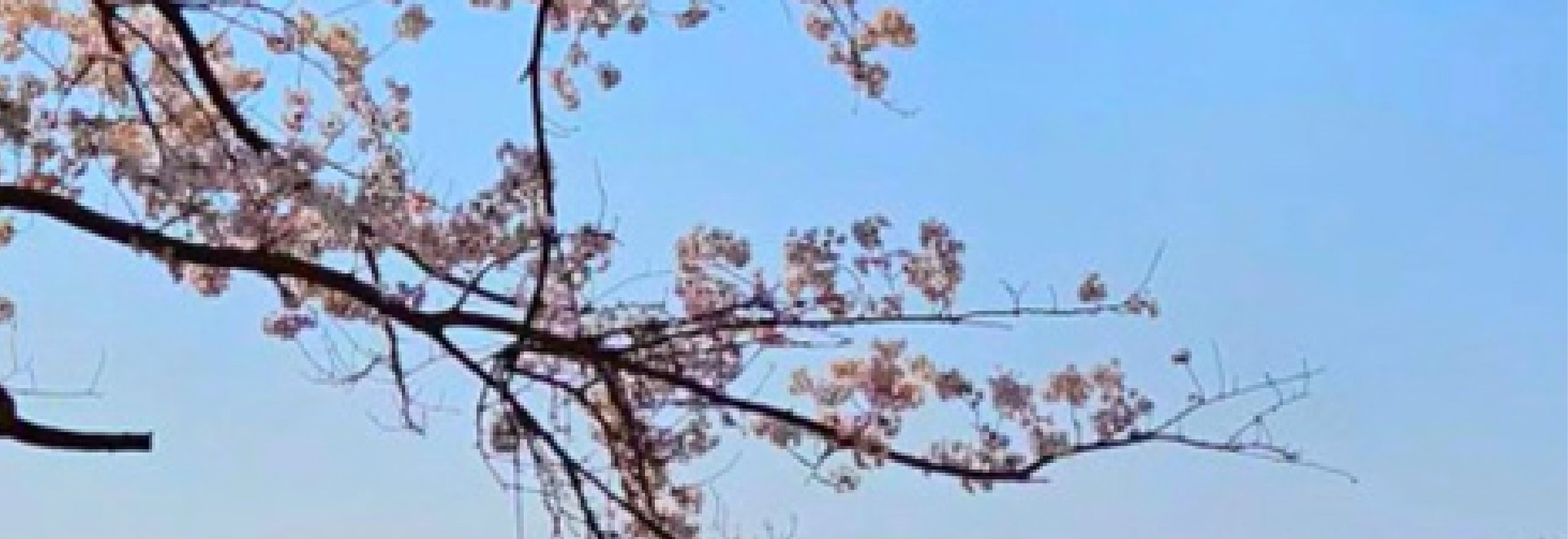 首爾雪嶽山 & Surfy海灘一日遊