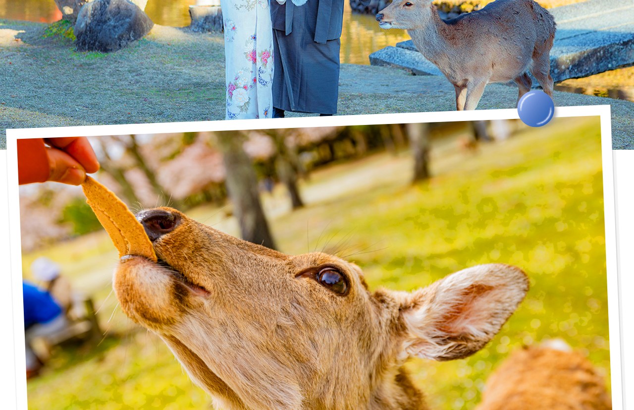 奈良公園是人與鹿和諧共處的天然樂園,彙集東大寺、春日大社等名勝,漫步其間盡享古都寧靜與自然之美。 奈良公園是人與鹿和諧共處的天然樂園,彙集東大寺、春日大社等名勝,漫步其間盡享古都寧靜與自然之美。