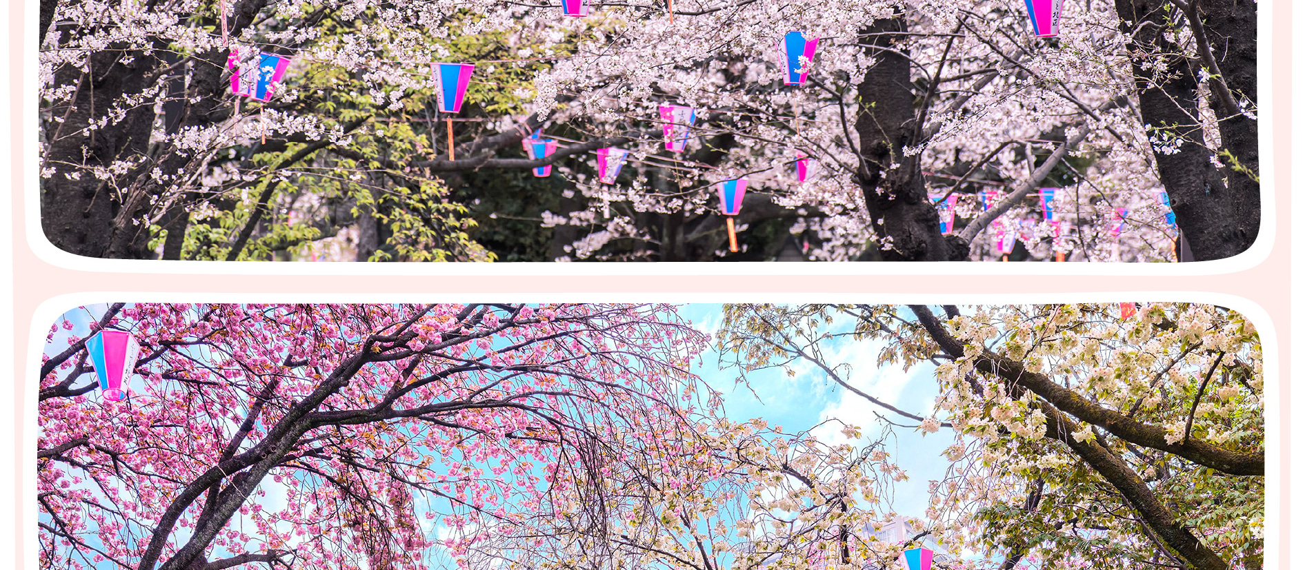 東京櫻花特輯：昭和紀念公園/六義園/飛鳥山