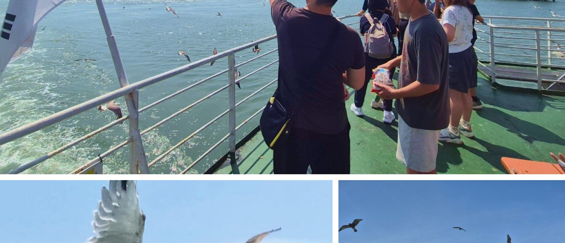 搭乘渡輪出海，盡情享受餵食海鷗的樂趣吧！🦅