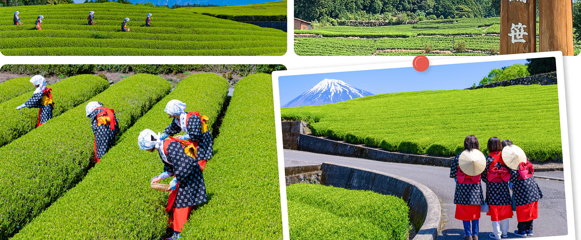 富士山 & 箱根: 大淵笹場/ 忍野八海/ 雕刻之森美術館/ 大石公園/ 大涌谷/ 箱根纜車/ 海賊船 （中/英/韓語導遊）