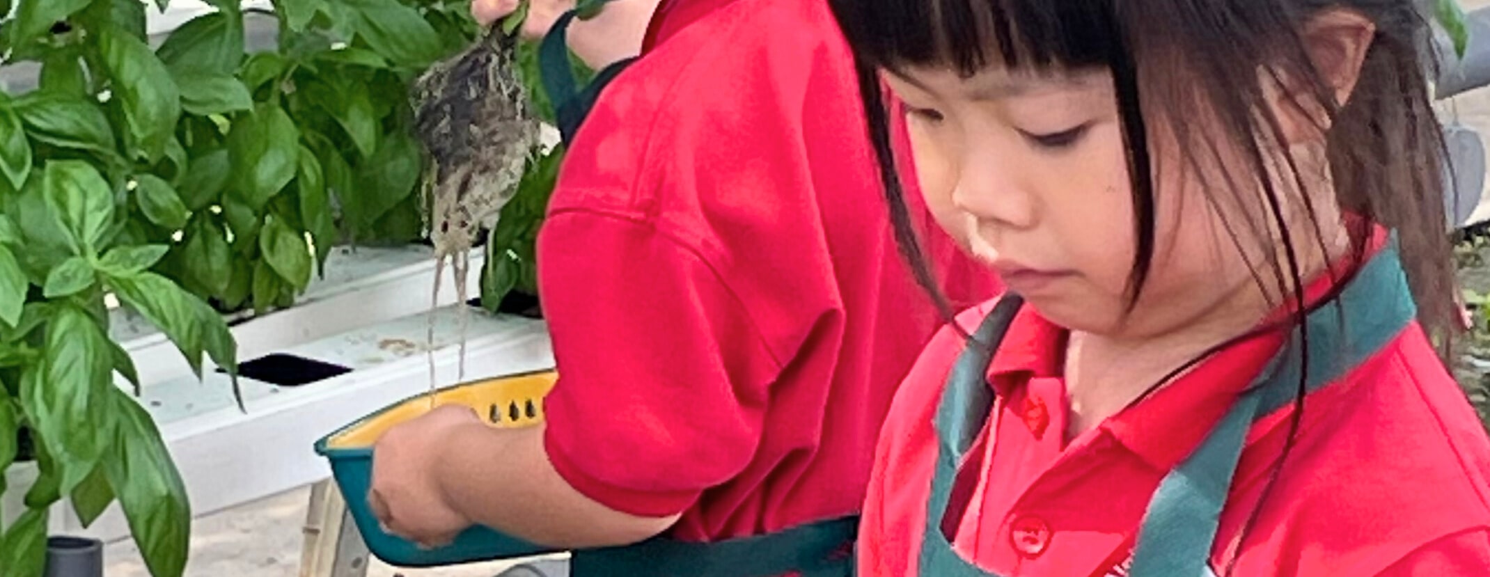 Learn how to select and harvest your own fresh basil plant in our hydroponics greenhouse