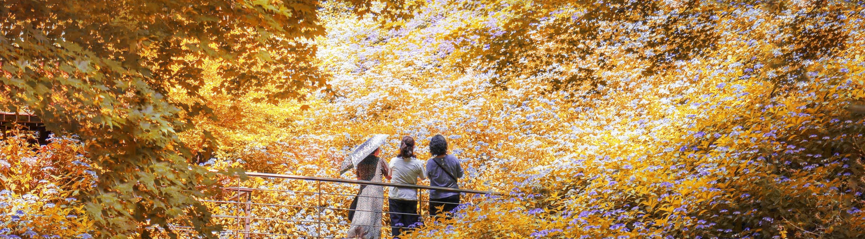 和談林植物園 & 南漢山城 & 民俗村一日遊