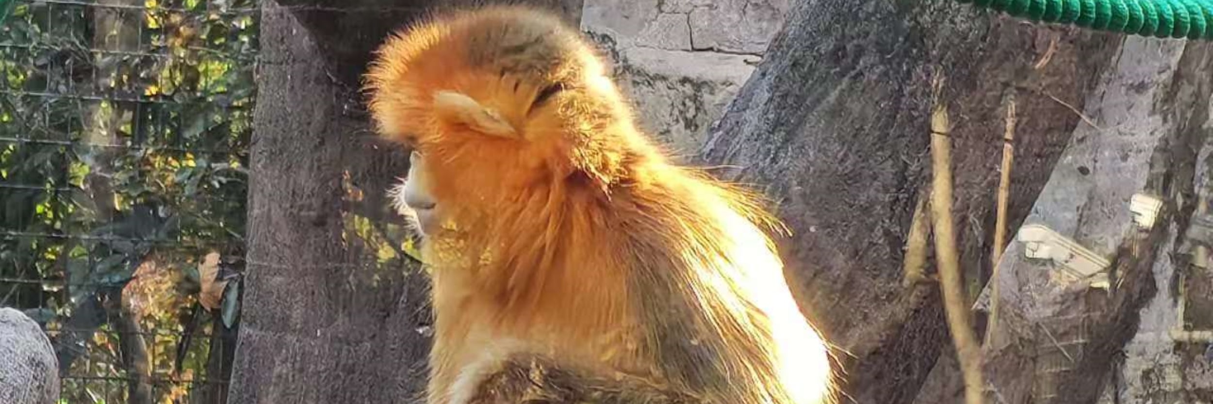 上海水鄉朱家角上海動物園大熊貓一日遊 私人導覽