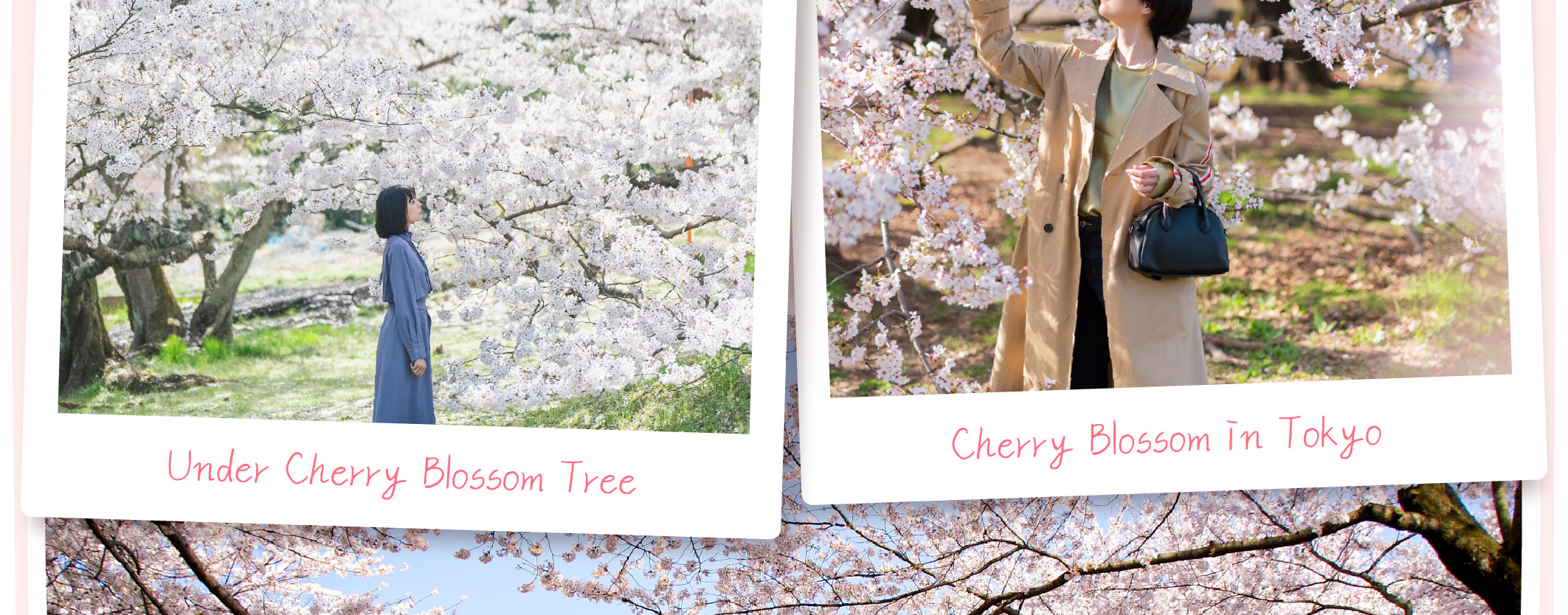 東京櫻花特輯：昭和紀念公園/六義園/飛鳥山