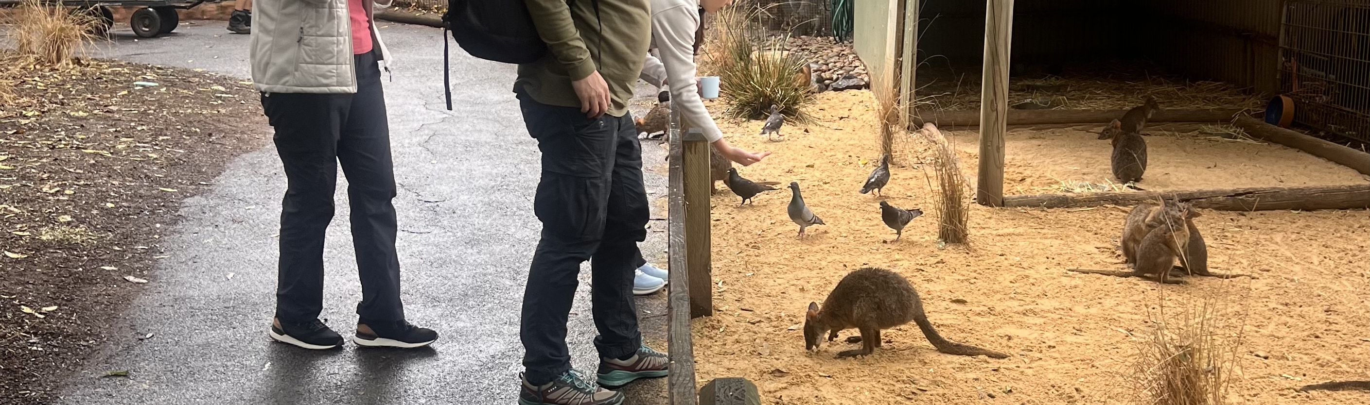 Immerse yourself in nature's beauty on this Blue Mountains walking tour