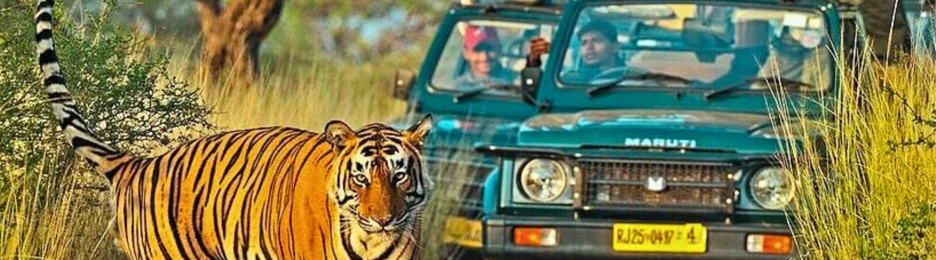 Ranthambore Safari
