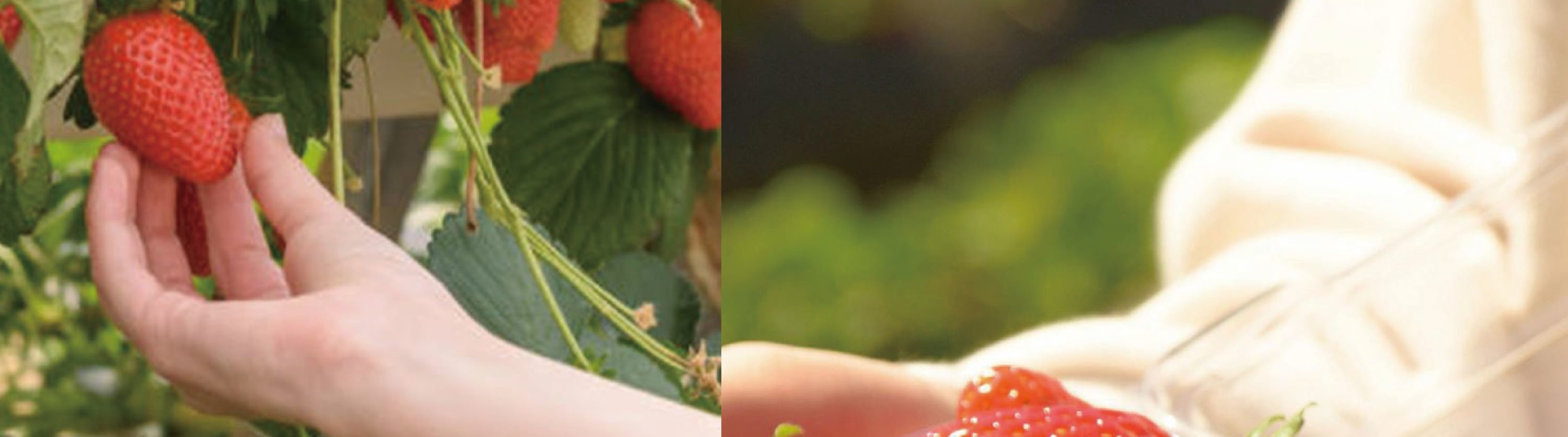 Cheongyang Ice Festival & Nami & Eobi Ice Valley & Strawberry Tour