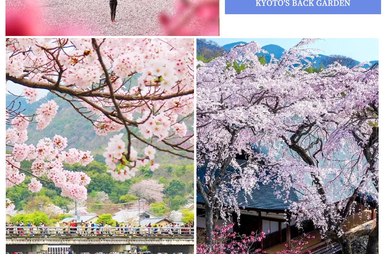 Kyoto Kinkaku-ji Temple, Arashiyama Free Stroll & Night Cherry Blossom/Autumn Leaves Illumination Arashiyama Sagano Romantic Train Day Trip (Departing from Osaka/Kyoto) - Thumbnail 7