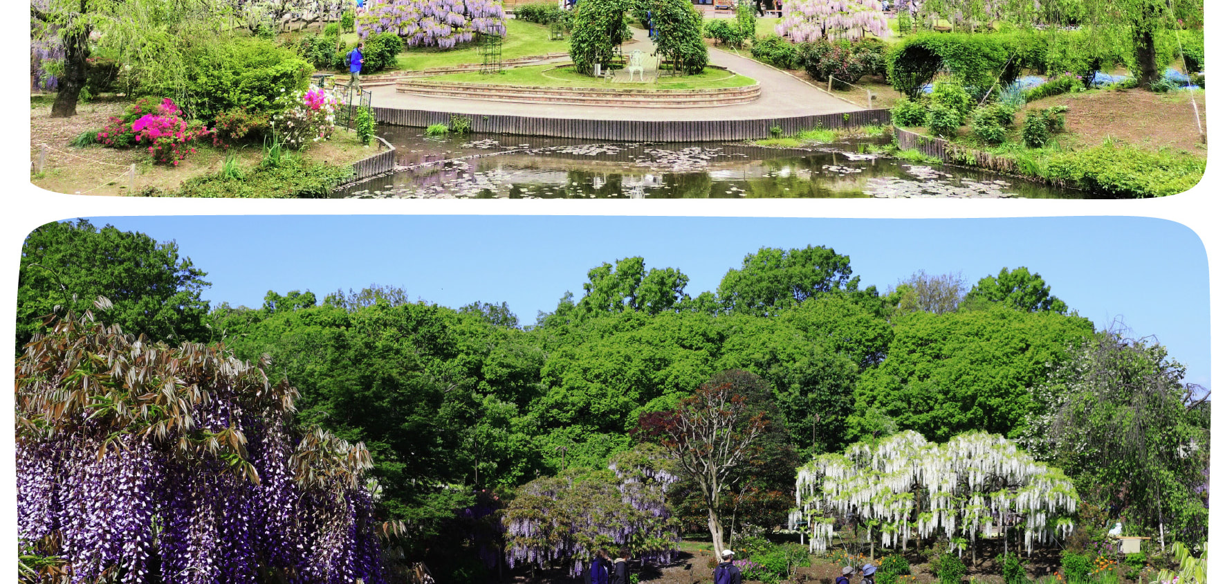 季節限定: 國營常陸海濱公園 & 足利花卉公園一日遊 (東京出發)