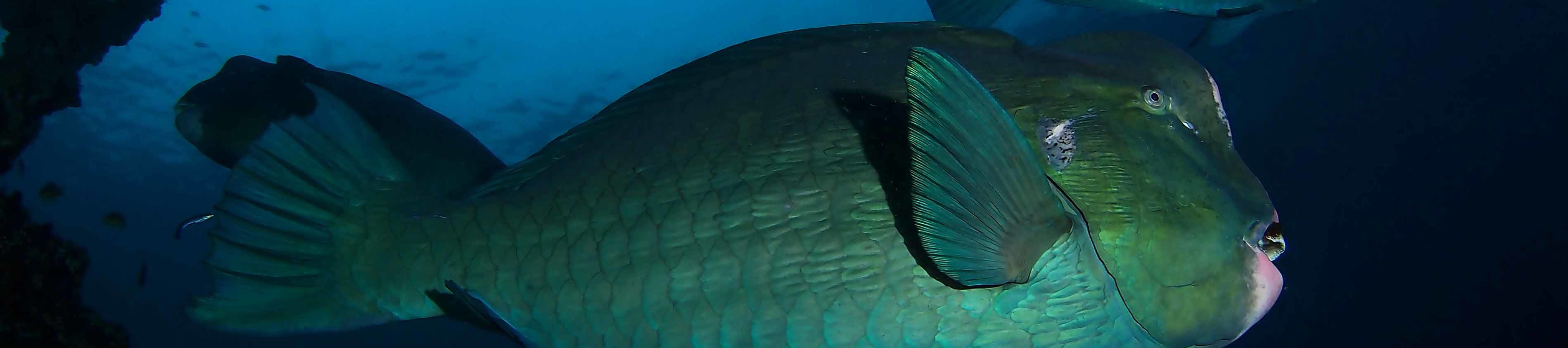 沙努爾的水上門戶：PADI 5* 潛水中心的開放水域潛水員