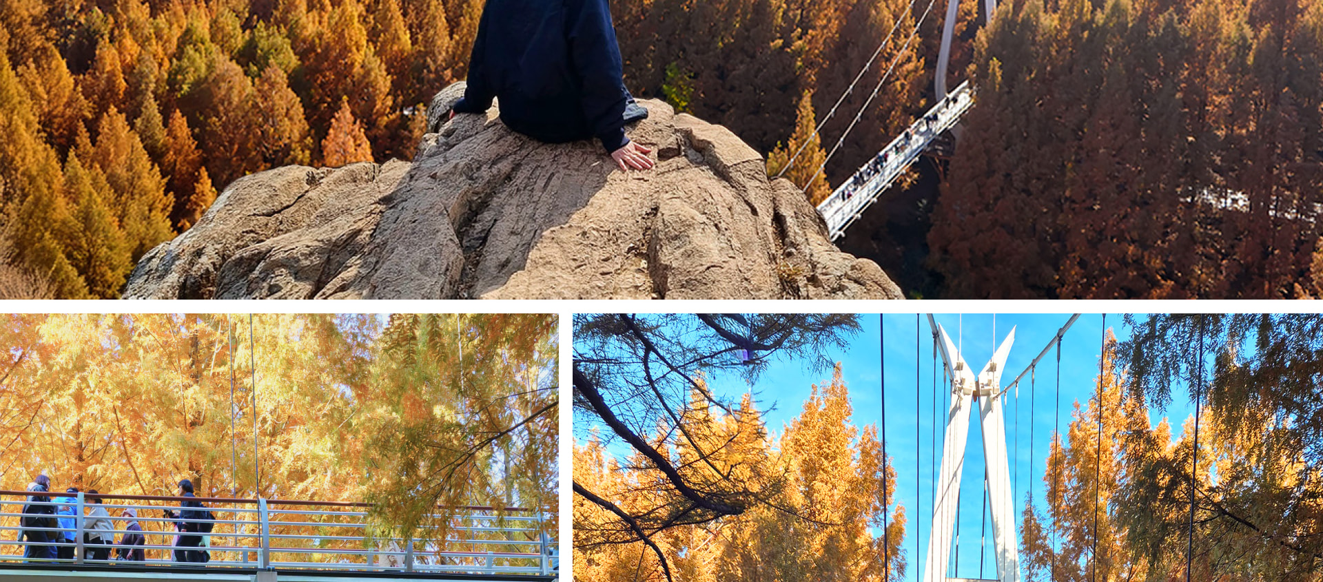 秋天來臨時,森林會變成紅色、橙色和金色。 秋天來臨時,森林會變成紅色、橙色和金色。