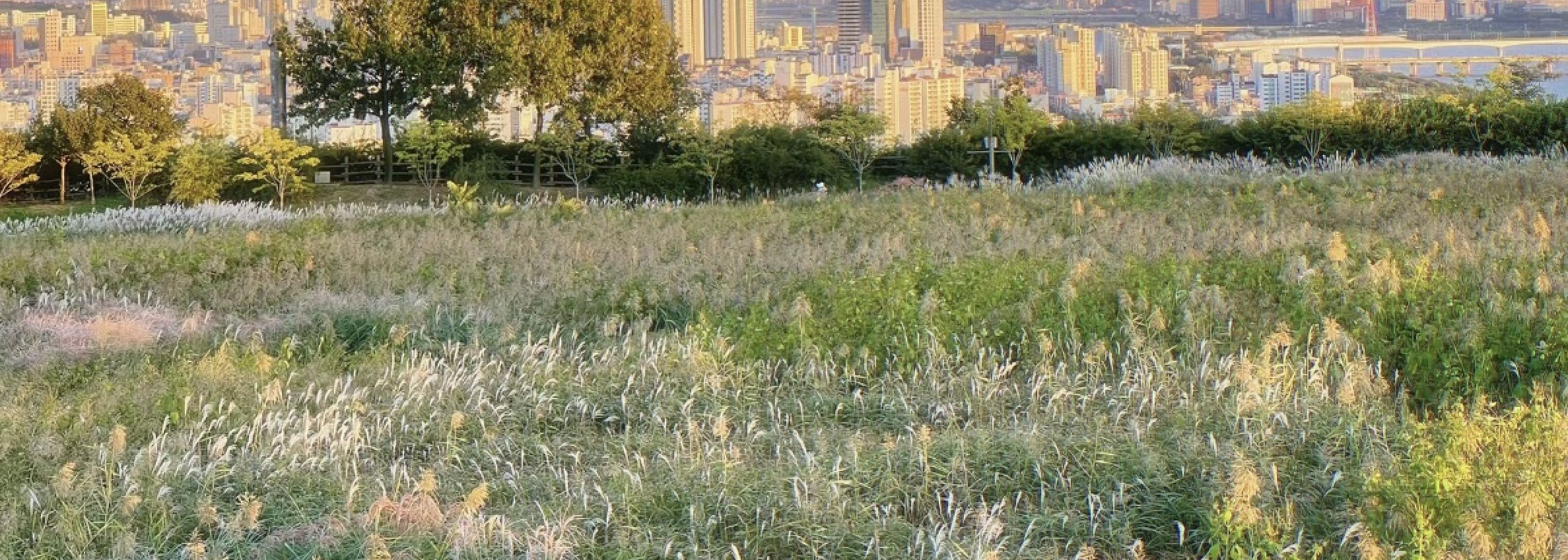 首爾市 & 季節性熱門景點一日遊