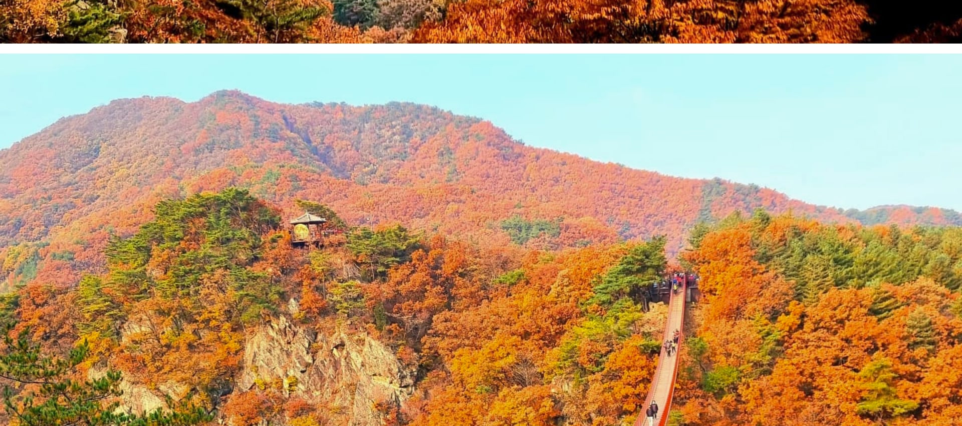 在金黃與火紅交織的美景中,知名的紺岳山吊橋 (Gamaksan Suspension Bridge) 成為攝影愛好者的夢幻天堂。 在金黃與火紅交織的美景中,知名的紺岳山吊橋 (Gamaksan Suspension Bridge) 成為攝影愛好者的夢幻天堂。