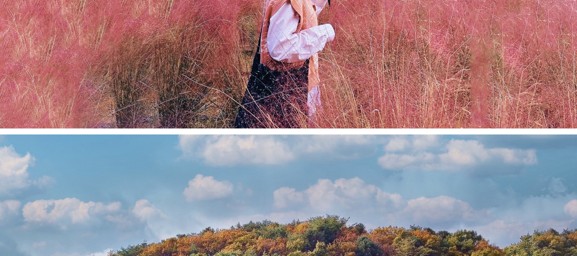 🍂秋天，香草島將紫色換成粉色，粉黛亂子草遍佈田野。漫步在高大、如羽毛般的鮮花中，感覺如夢如幻——就像走進了畫家的畫布。🌾🌷